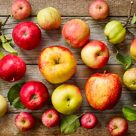 Manzanas Roja